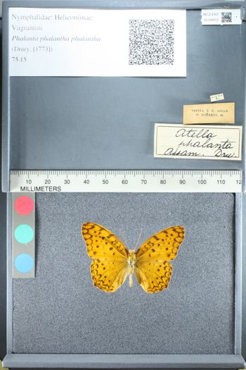 Media type: image;   Entomology 158912